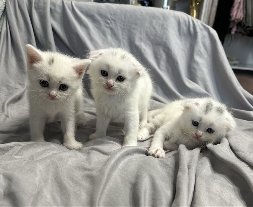 Шотладці висловухі білі кошенята, котенята