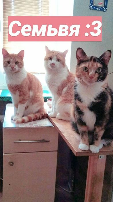 Помогите котикам с кормом