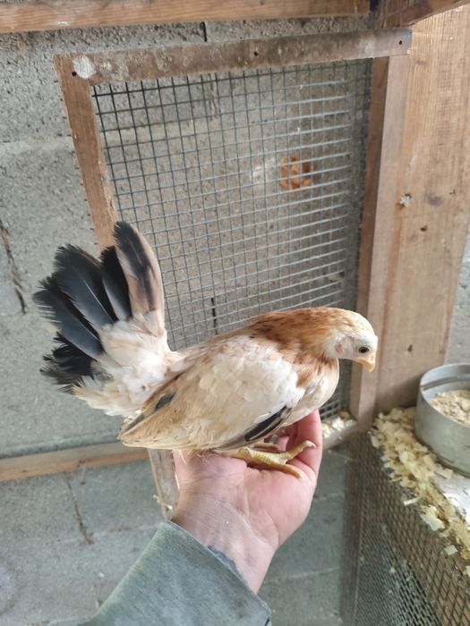 Ovos serama e gahmong