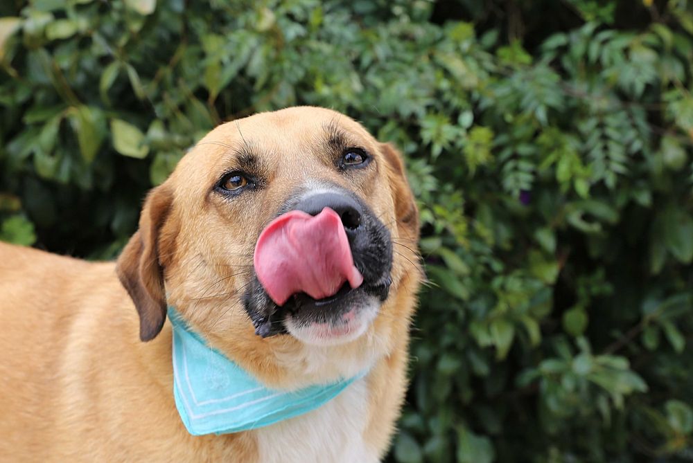 Perdido - cão médio grande para adoção