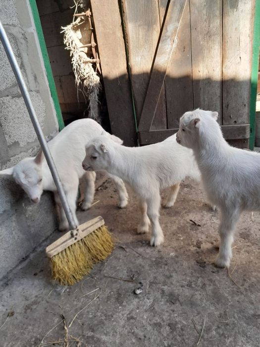 Породисті козенята дешево