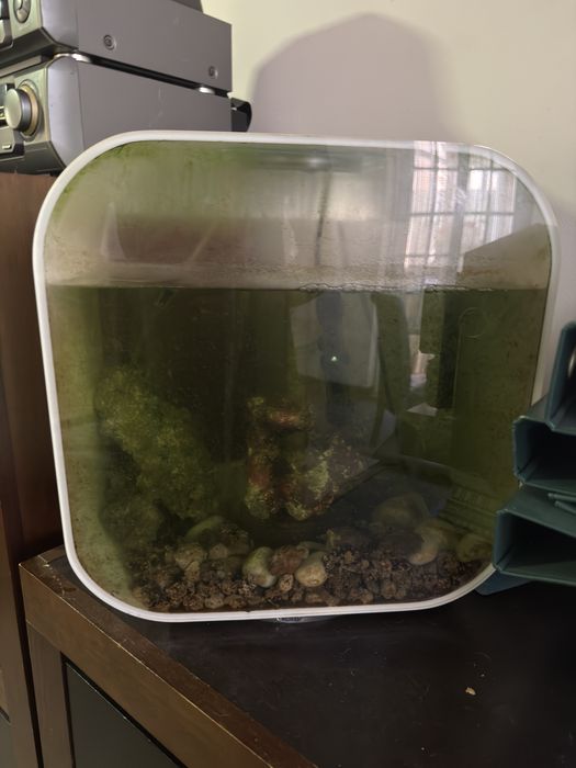Aquario com peixe palhaço agua salfada