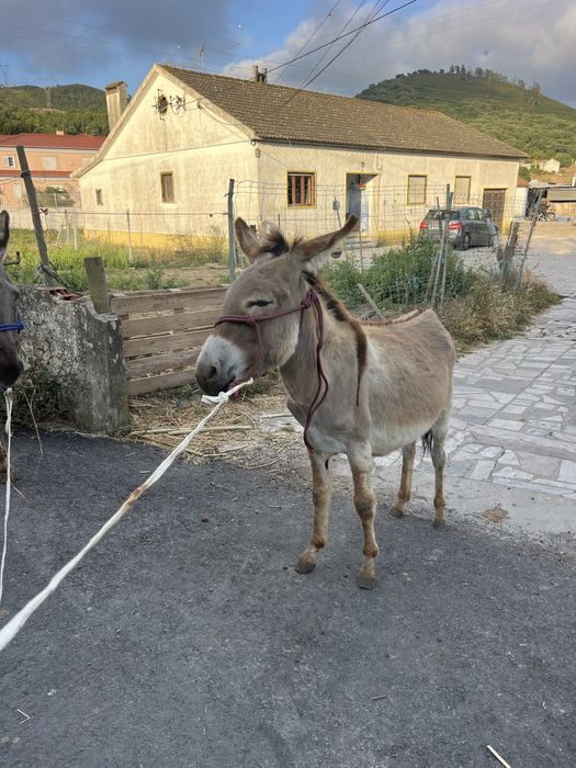 Burrinha pequenina anaa