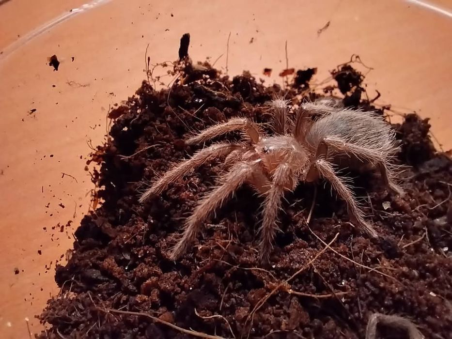 Ptaszniki lasiodora parahibana
