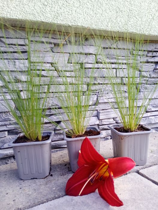 Ostnica mocna pony tails koński ogon większa ilosc