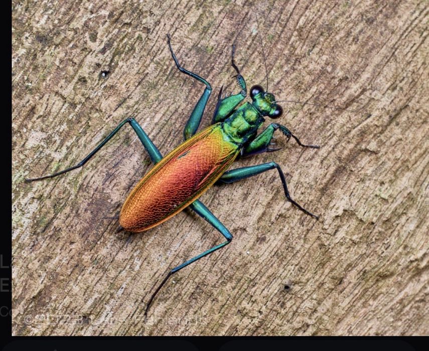 Metallyticus splendidus  modliszka metaliczna