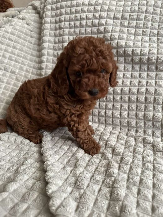 Той пудель,Ред браун