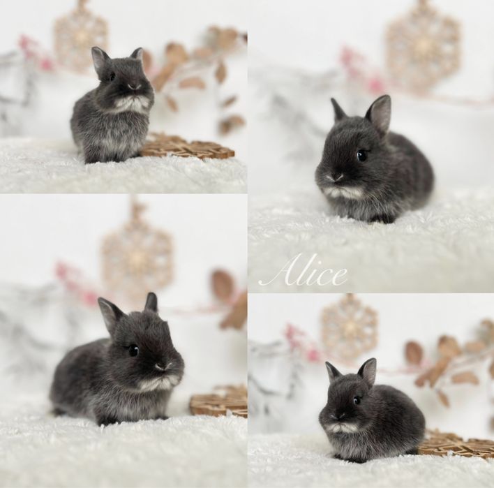 Króliczki Mini lop, Karzełki Teddy, Zarejestrowana hodowla
