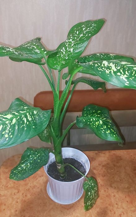 Вазон діффенбахія