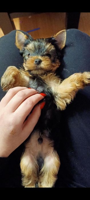 Yorkshire terrier