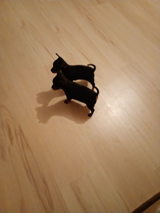 chihuahua sunie zostaly