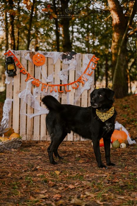 Czy niedowidzący pies ma szanse na dom?