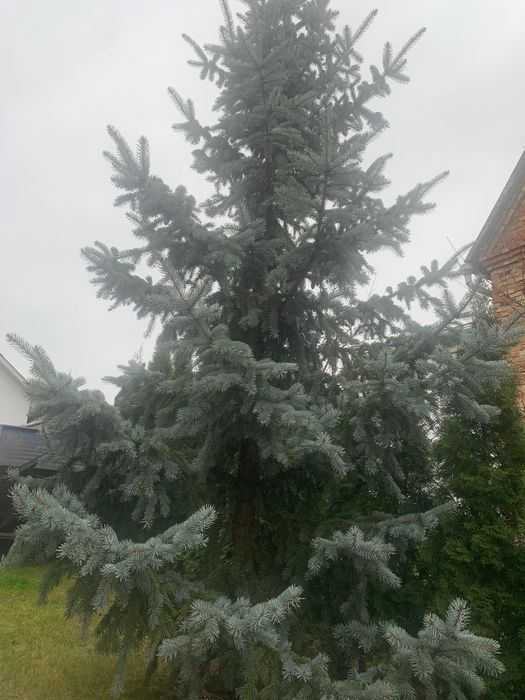 Ялинка 3,5-4 метрова Самовивіз