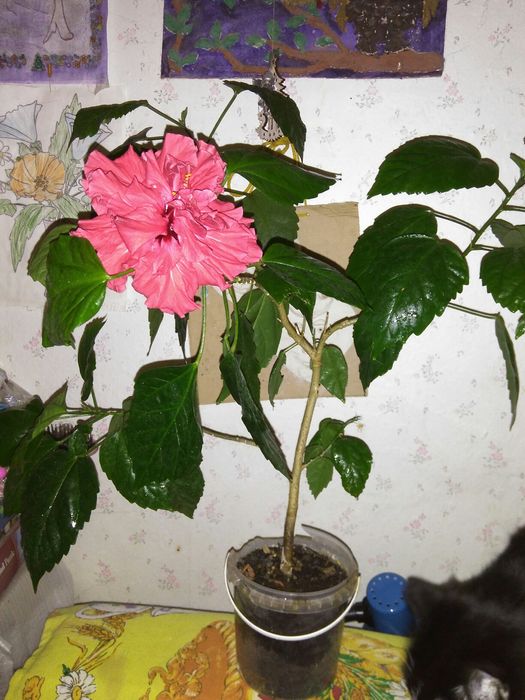 Гібіскус, гибискус