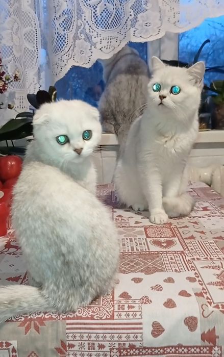 Кошеня фолд дівчинка срібна шиншила