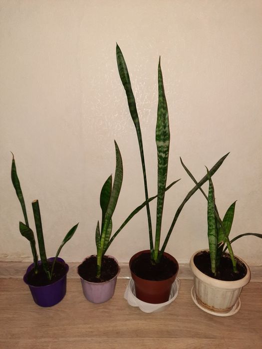 Сансевиерия    .