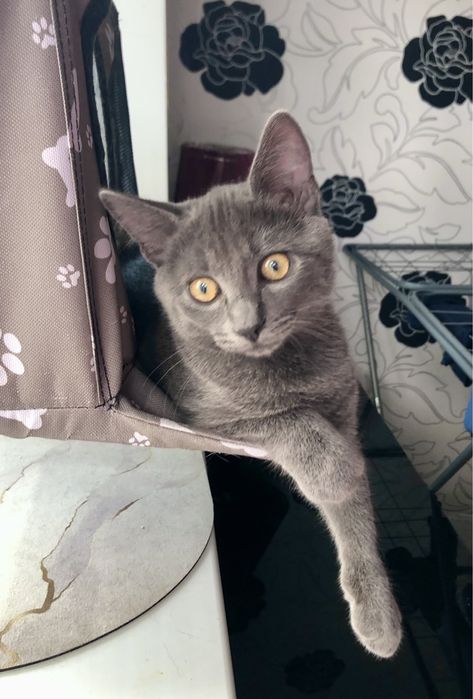 Маленький Бобчик шукає родину!