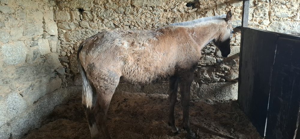 Poldra PSL com 10meses