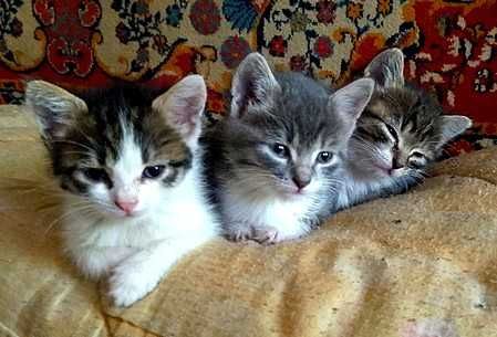 котята (=' . '=)