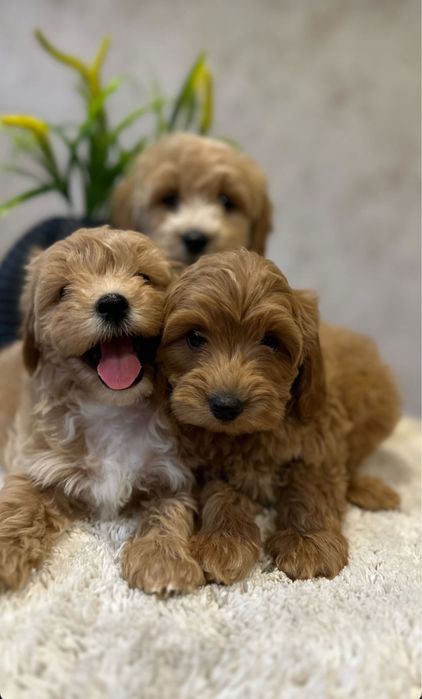 Super mini vip class