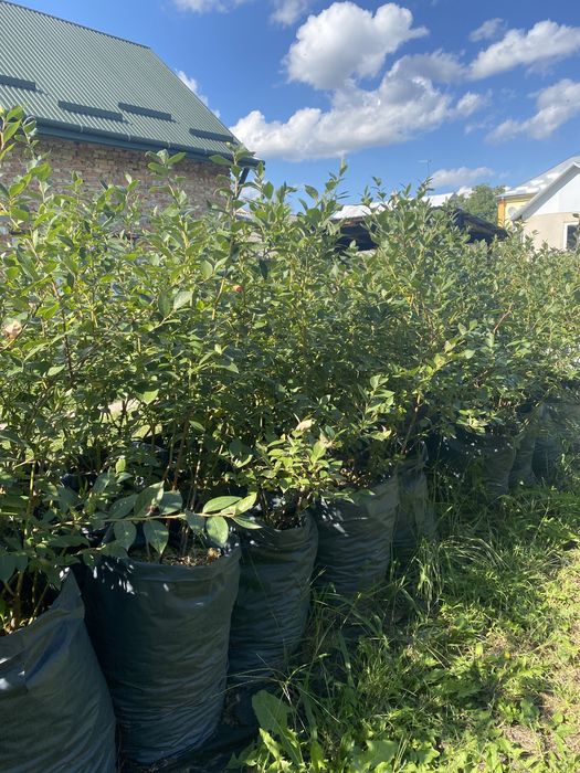 Кущі лохини 4 річні Львівська обл.