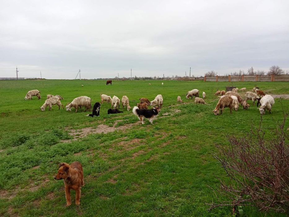 Кози  молоді продам