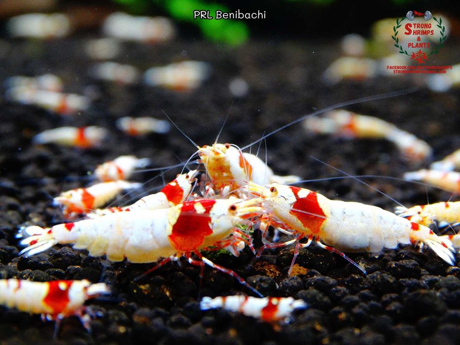 Krewetki Caridina PRL Benibachi Low-Mid ZAMIANA GRATIS PROMOCJA