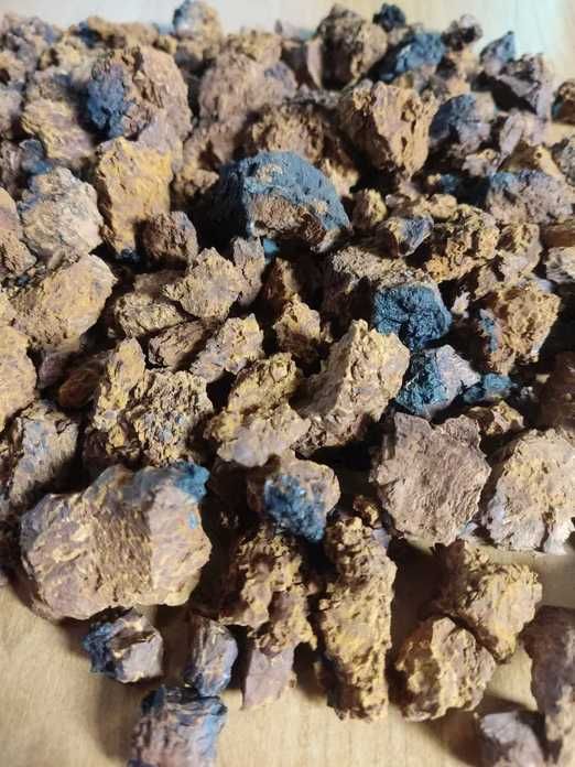 Czaga - Changa - Błyskoporek Podkorowy 100g 2025