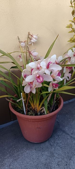 Vários vasos de orquídeas de 40cm de diâmetro