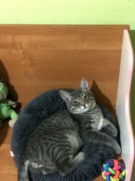 Котик  8 месяцев  бесплатно