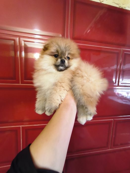 Міні дівчинка померанський шпіц 2,5 міс.