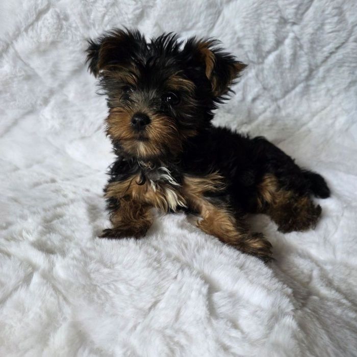 Yorkshire terrier piesek gotowy