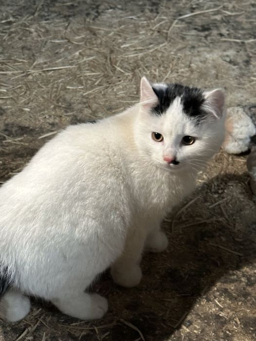 Котик безкоштовно, кіт 3 місяця, кошення