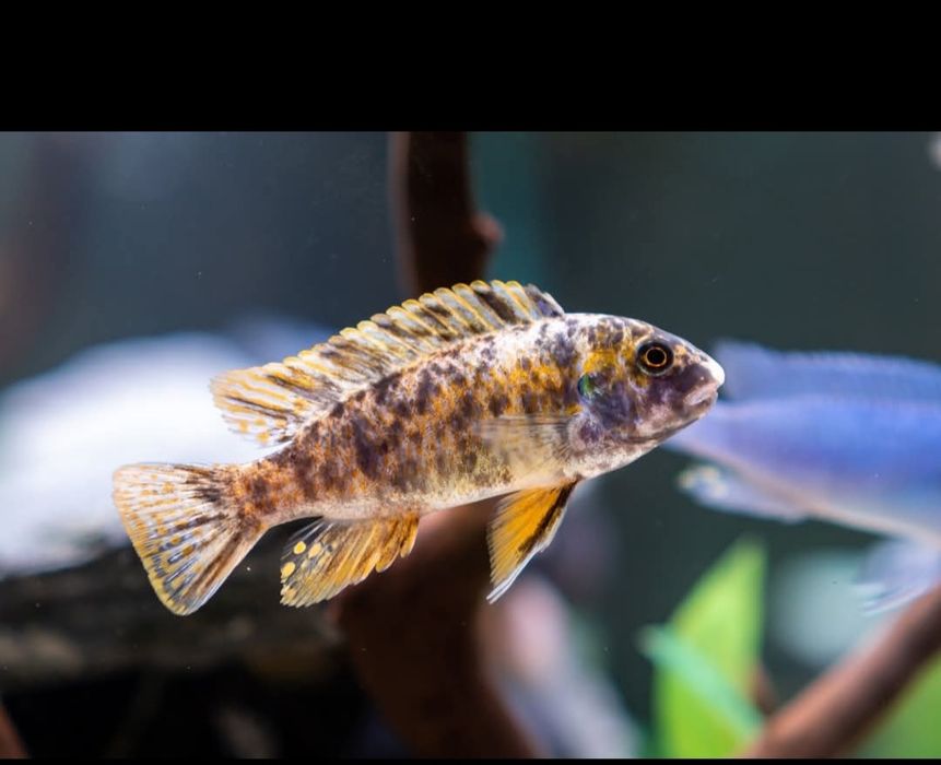Labeotropheus tumbi west