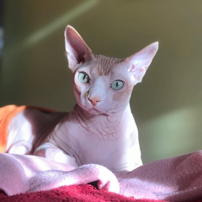 Канадський сфінкс , хлопчик 8 років, дуже лагідний та  ручний