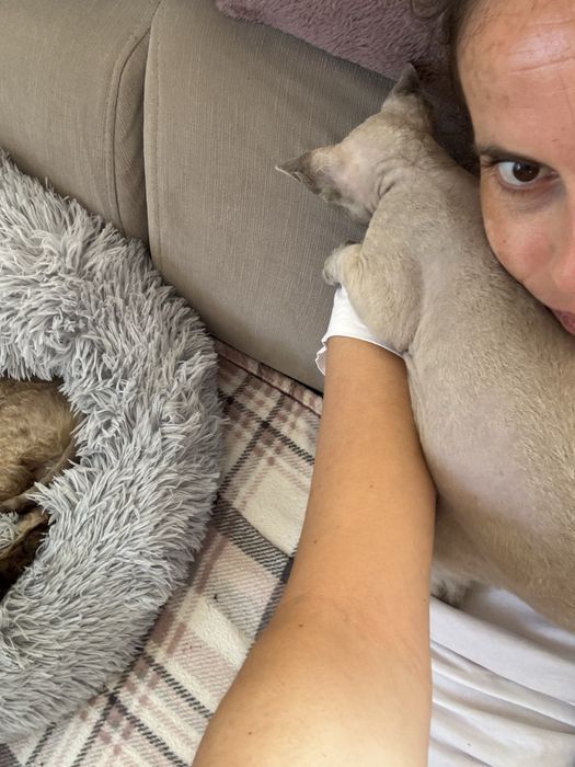 Kot Devon Rex chlopiec Enzo. Esencja miłosci