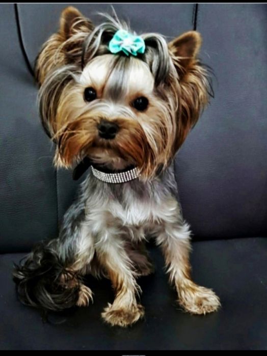 Śliczny piesek  rodzice badania DNA