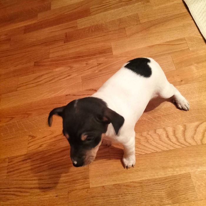 Budeguero macho autêntico  só