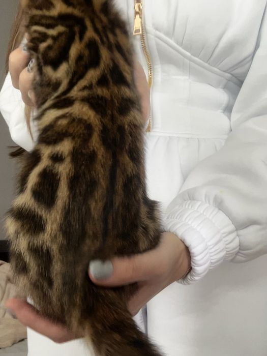 Чистокровні бенгальські кошенята