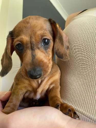 Ефектна мармурово-руда дівчинка, 2 місяці