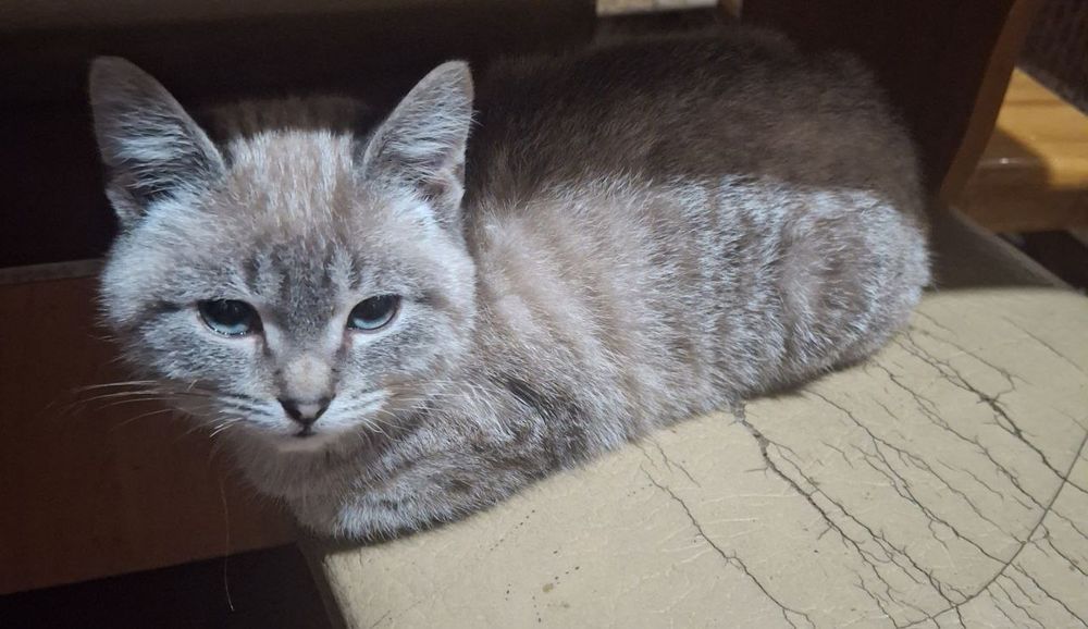 Отдам кота чотири місяці.