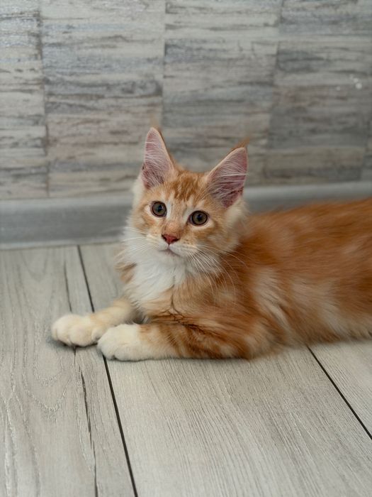 Кошеня мейн кун хлопчик