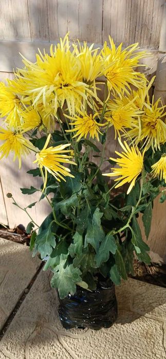 хризантема маточники