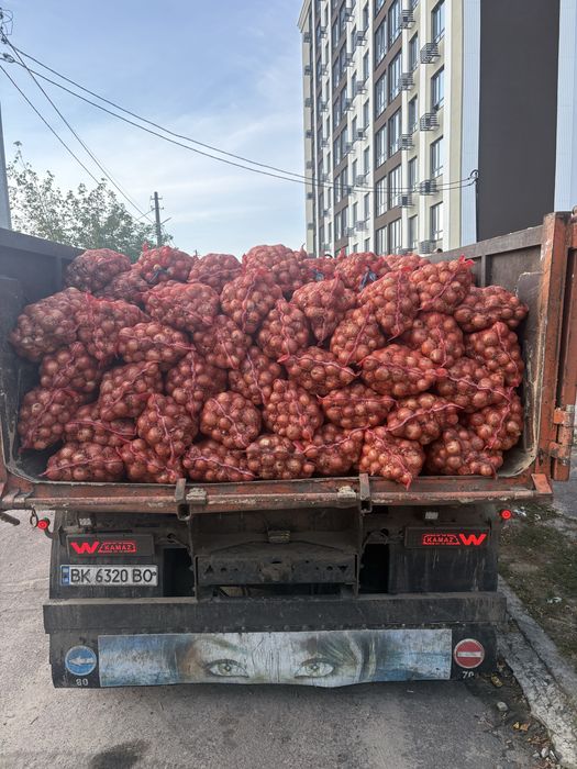 Картопля картошка цибуля лук  на зиму с доставкою бо самовивіз  Гостомель Ворзель