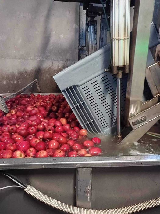 Calibrador de fruta completo a peso duas linhas de calibragem