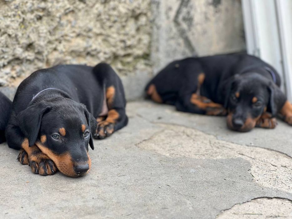 Вʼязка добермана