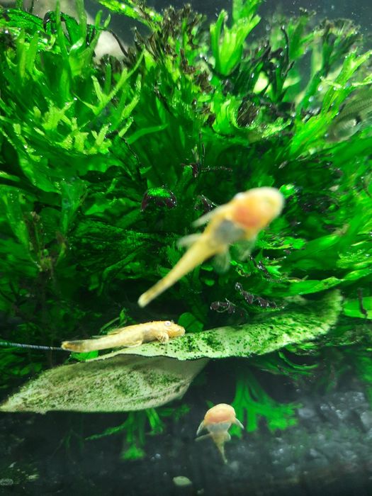 Glonojad złoty, ancitrus, zbrojjik