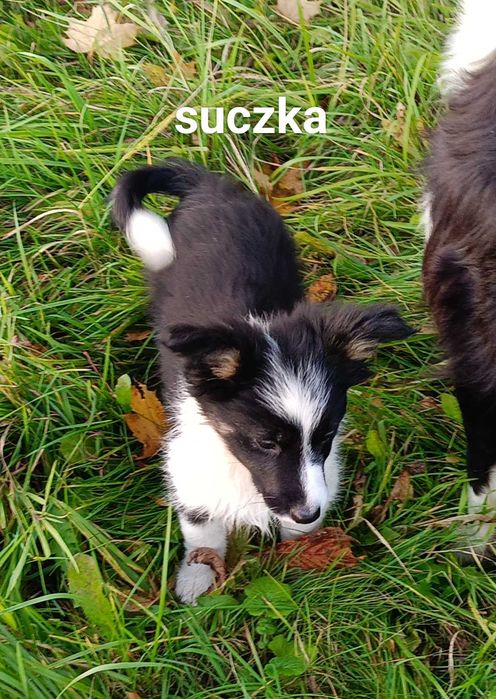 Border collie suczka