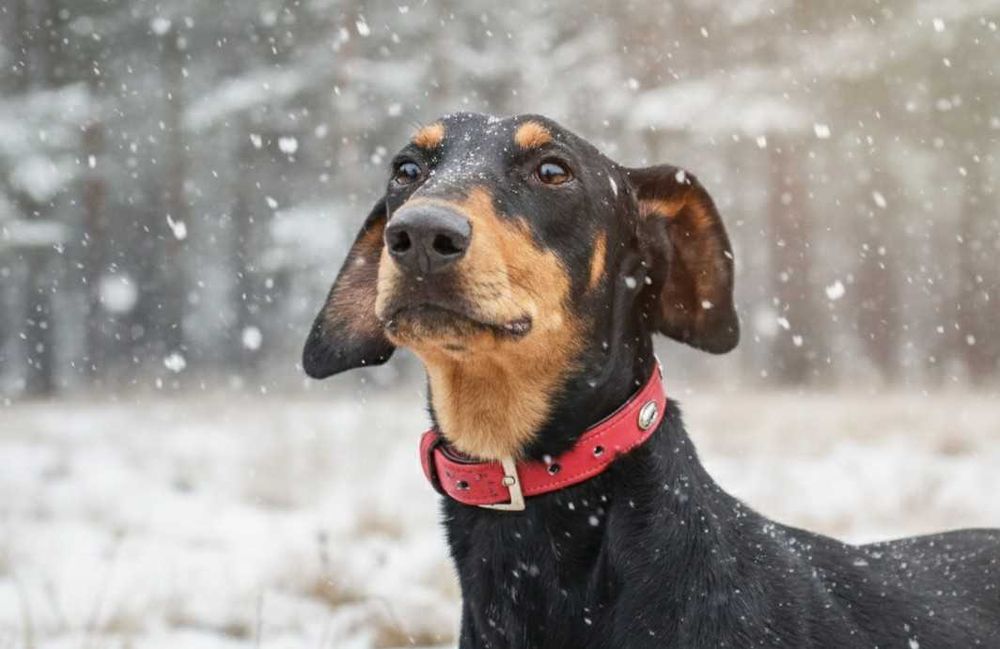 REGON - piękny pies w typie doberman