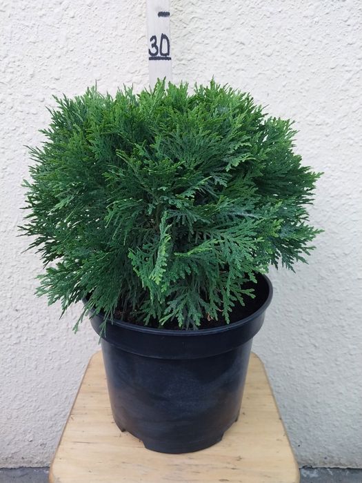Туя Даніка, Міріям, Тедді, Хозері. Куляста, шаровидна західна туя.